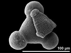 hydrated pollen grain (with dry grain)