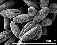 dry pollen grains