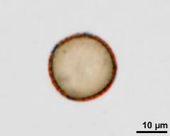 acetolysed pollen, optical section