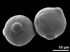 hydrated pollen grains