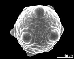 dry pollen grain in equatorial view