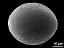 polar distal view