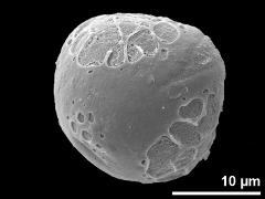 oblique proximal polar view