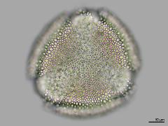 polar view,hydrated pollen