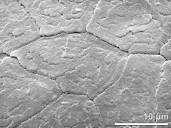 tetrads (forming pollinium)