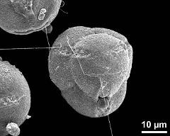 hydrated tetrads