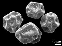 dry pollen grains