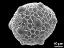 hydrated pollen grain