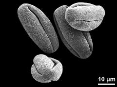 dry pollen grains