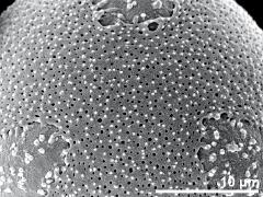 hydrated pollen,polar area,exine surface