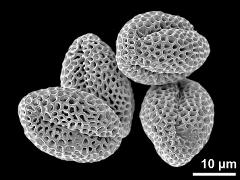 dry pollen grains