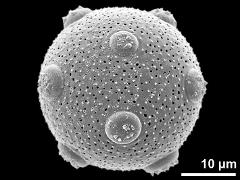 hydrated pollen grain