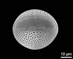 polar view (distal)