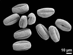 dry pollen grains