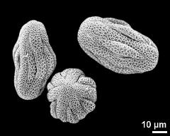 dry pollen grains