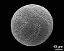 hydrated pollen grain