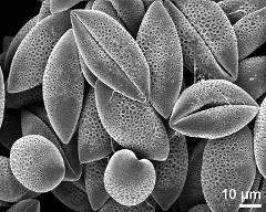 dry pollen grains