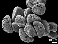 dry pollen grains