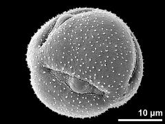 hexacolporate pollen grain