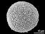 hydrated pollen grain