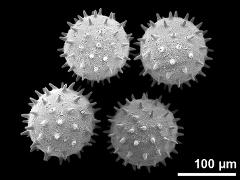 hydrated pollen grains