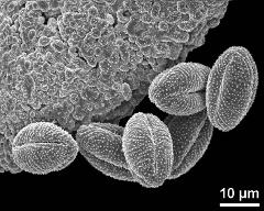 dry pollen grains with Ubisch bodies