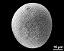 hydrated pollen grain