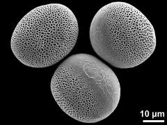 hydrated pollen grains