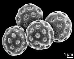 dry pollen grains