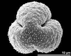 polar view (dry pollen grain)