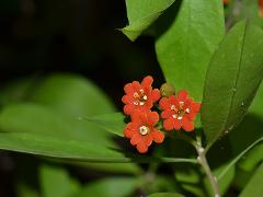 inflorescence(s)