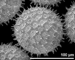 hydrated pollen grain