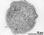 pollen grain in cross section