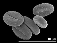 dry pollen
