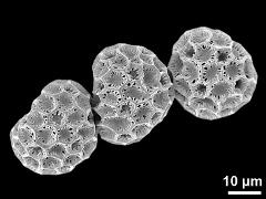 dry pollen grains