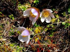 flowers of Pulsatilla vernalis