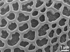 exine surface