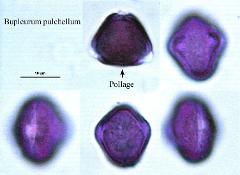 hydrated pollen