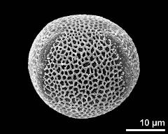 equatorial view (4-colpate pollen grain)