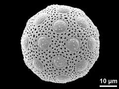 hydrated pollen grain