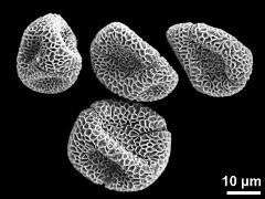 dry pollen grains