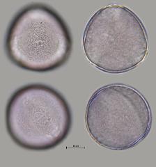 hydrated Pollen