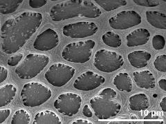 exine surface