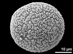 hydrated pollen grain