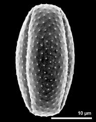 dry pollen grain in equatorial view