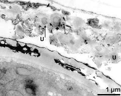 pollen wall (bottom) and tapetum cells with Ubisch bodies (U)