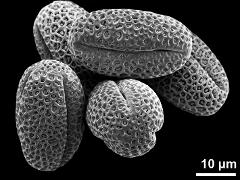 dry pollen grains