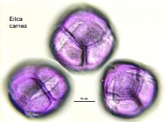 hydrated pollen