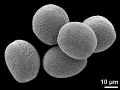 hydrated pollen
