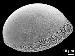 polar distal view (oblique)